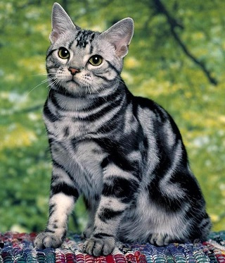 tabby-cat3